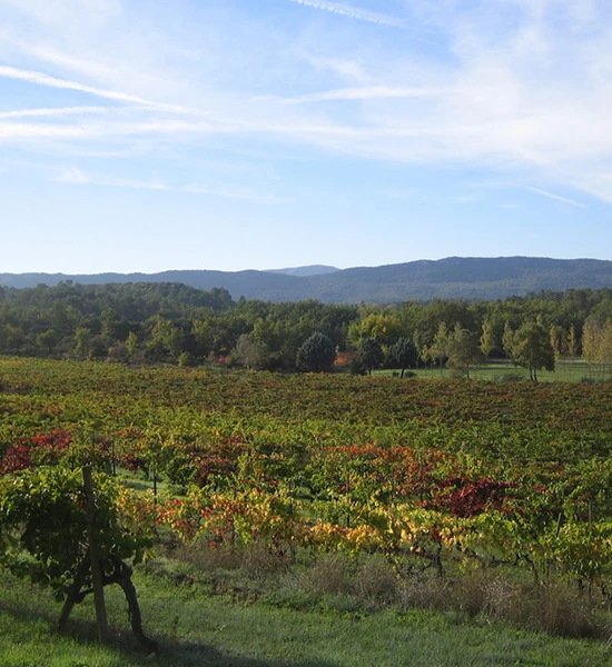 Vignes du Château Revelette