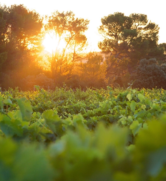 Vignes du Château Revelette