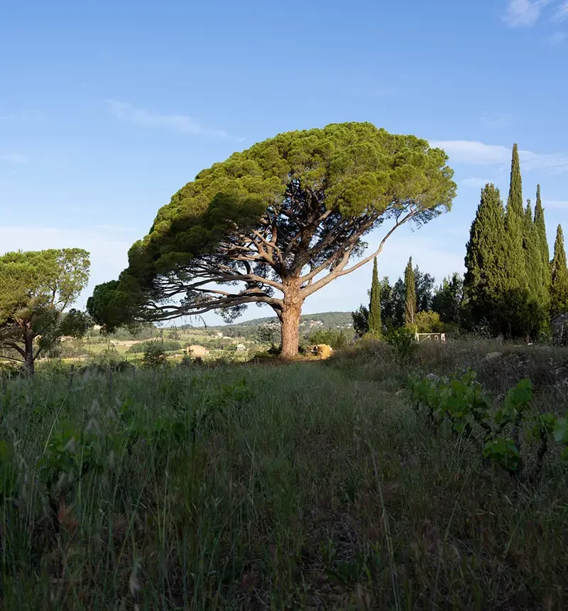 arbre du domaine les oeuvres vives