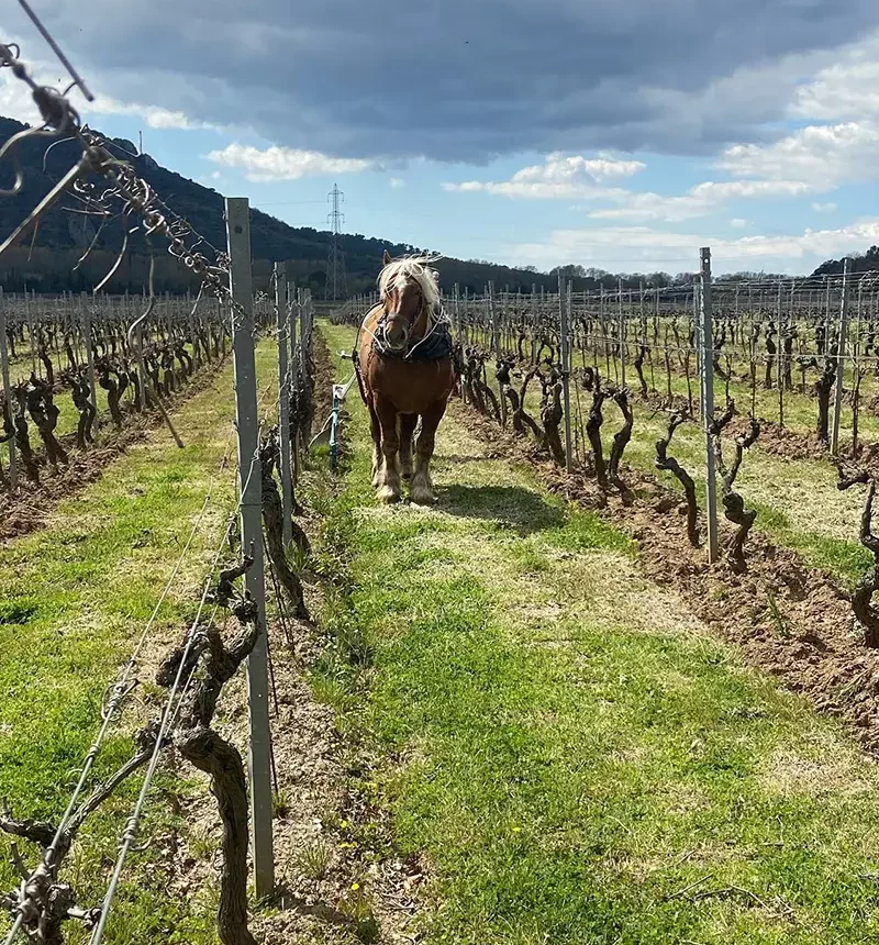 Un cheval avec charrue dans une vigne du château les mesclances