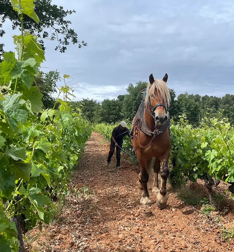 Un cheval et un vigneron dans une vigne du domaine de myrko tepus