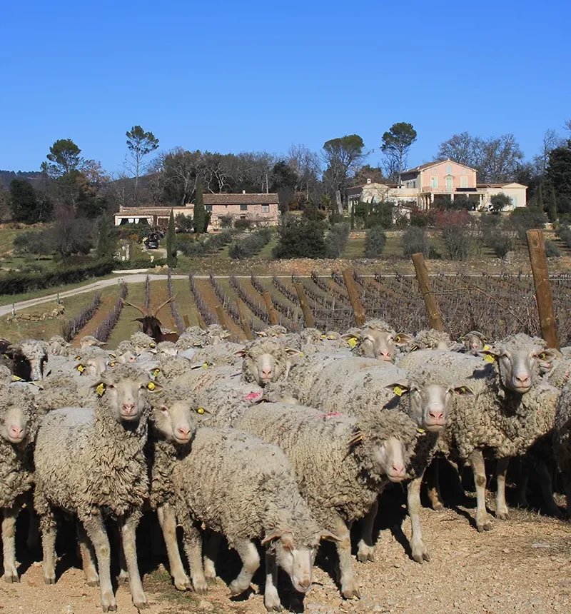 Un troupeau de mouton dans une vigne du château carpe diem