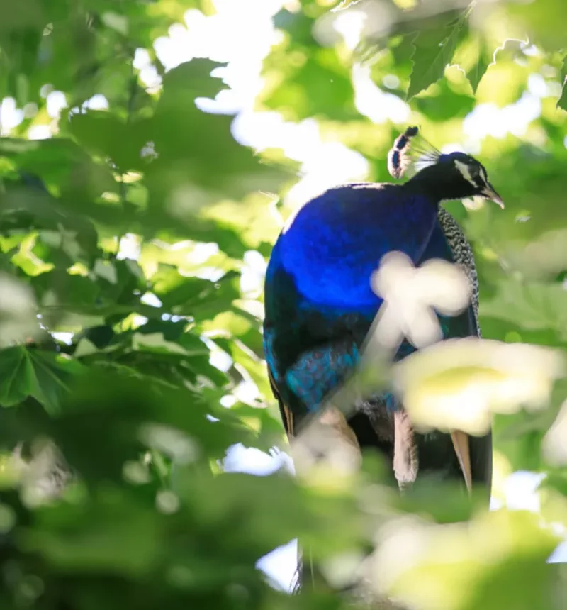 Un paon du domaine les luquettes