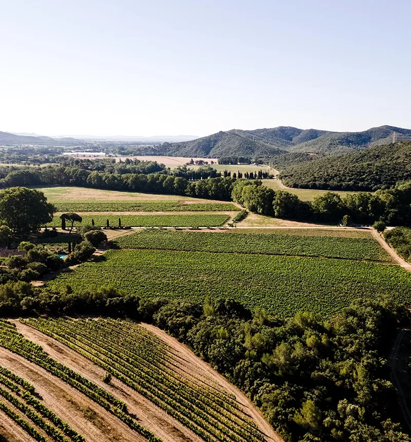 Les vignes du château les mesclances