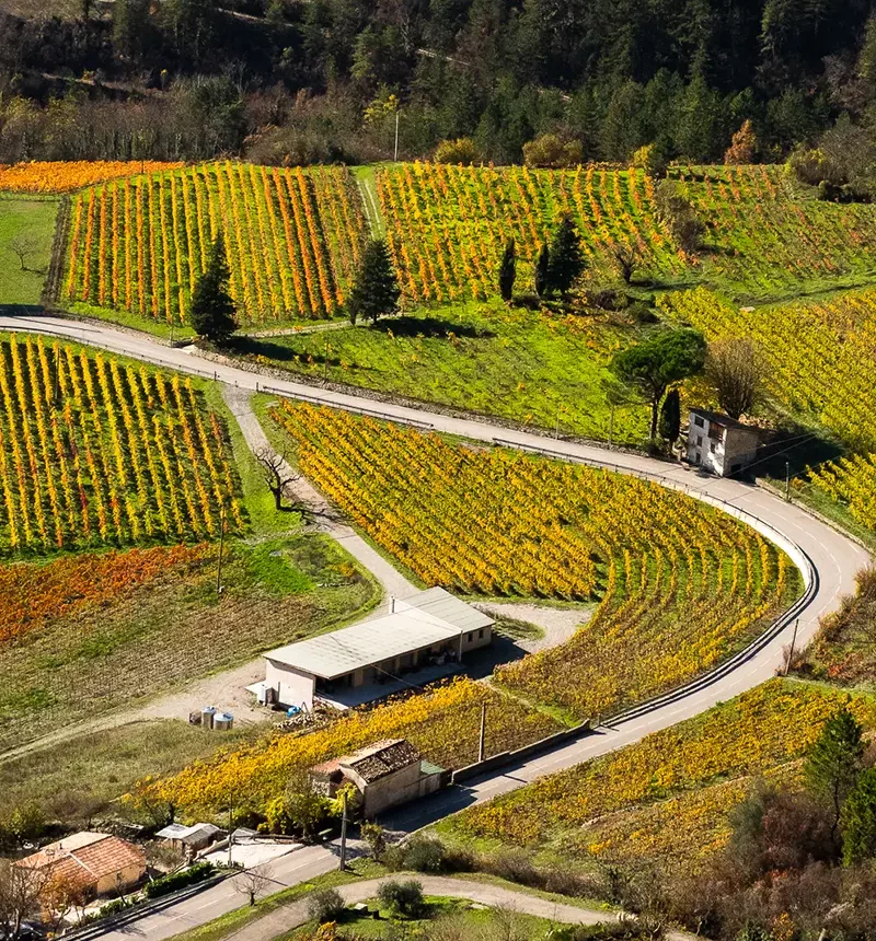 Les vignes du clos saint joseph
