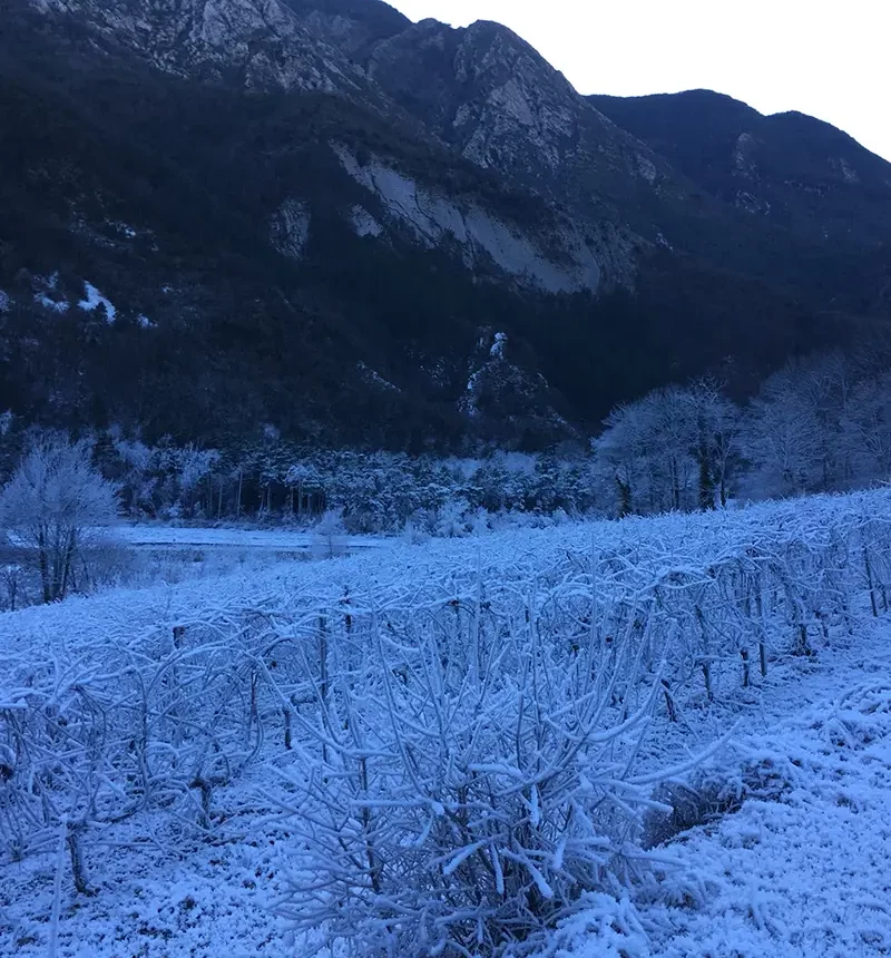 Vigne enneigée du clos saint joseph
