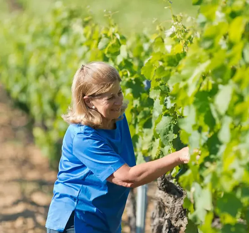 Vigneronne du château barbeyrolles