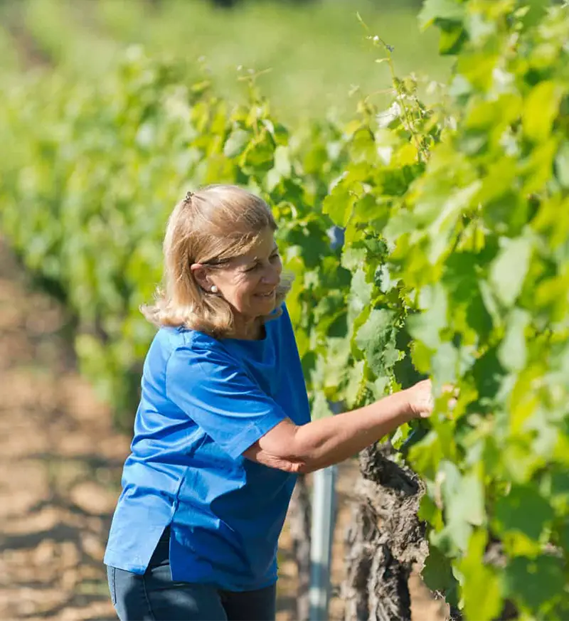Vigneronne du château barbeyrolles