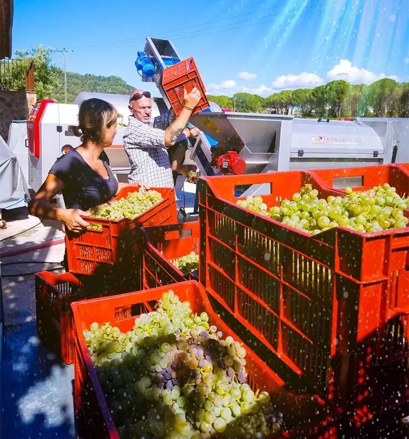 vendanges chapelle saint bacchi