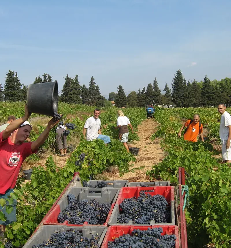 Les vendanges du château saint anne