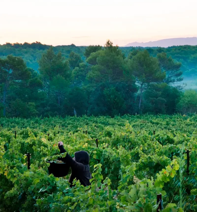Vendanges du domaine de la villa Minna