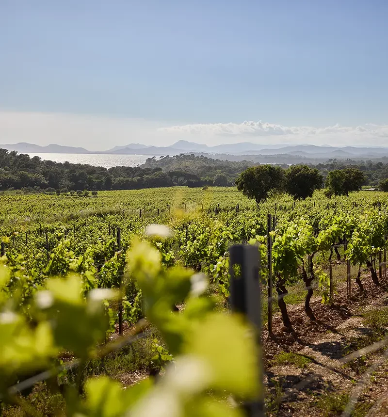 Vigne en bord de mer du château de Malherbe