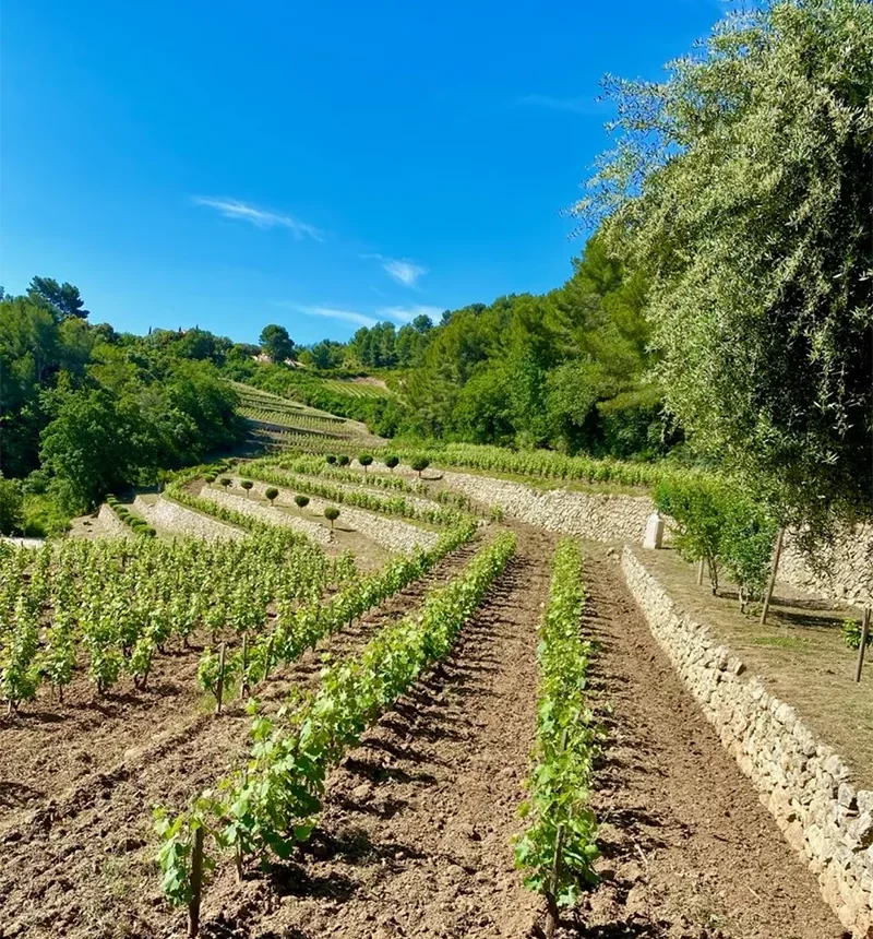 Vigne du domaine baravéou