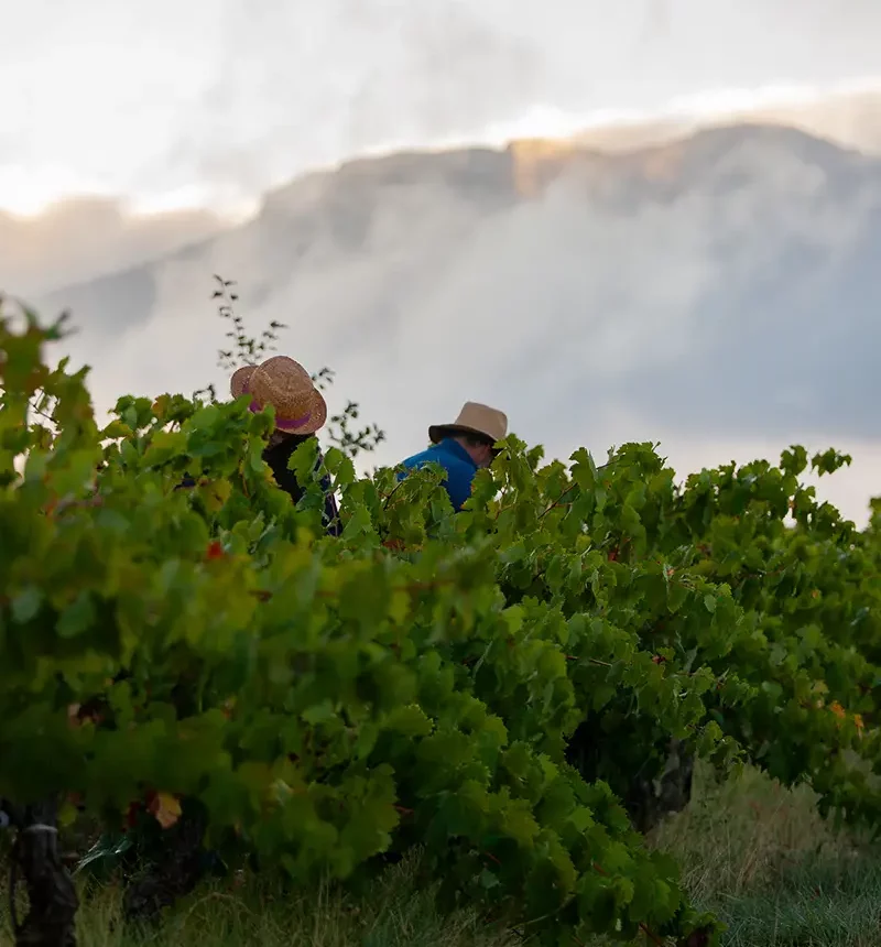 Les vendangeurs du domaine le temps des rêveurs
