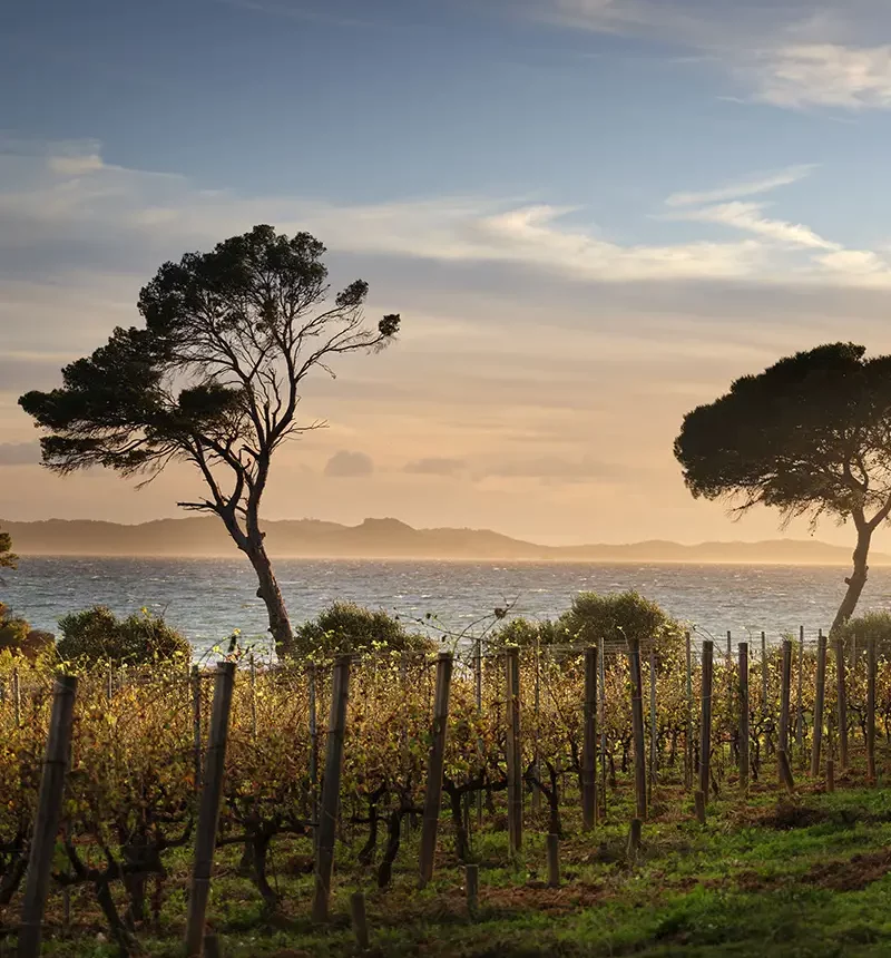 Vigne en bord de mer du château de Malherbe