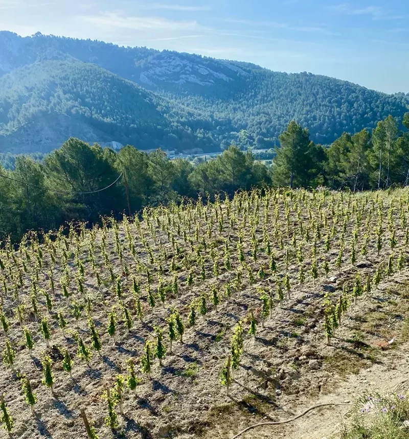 vigne du domaine baravéou
