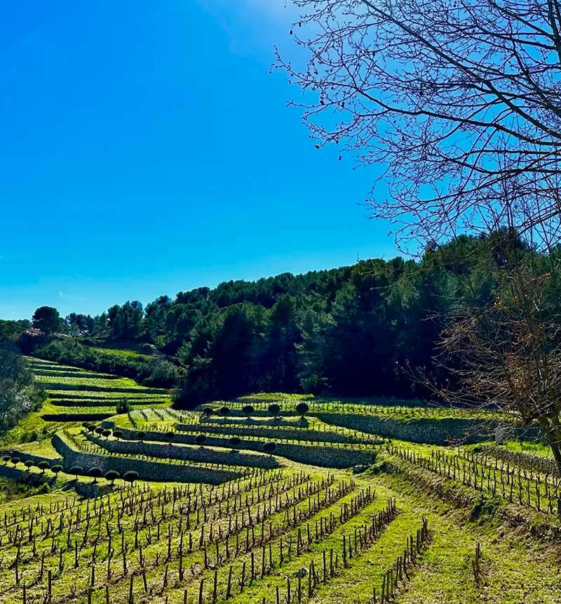 vigne du domaine baravéou