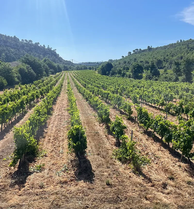 vigne chapelle saint bacchi