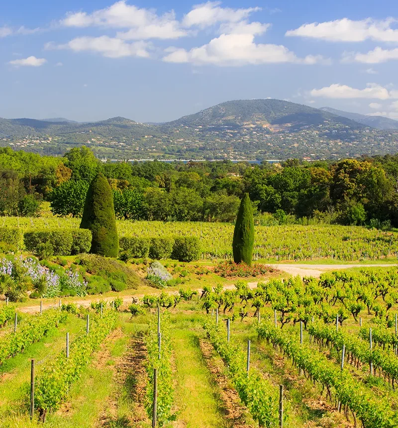 Vignes du château de barbeyrolles