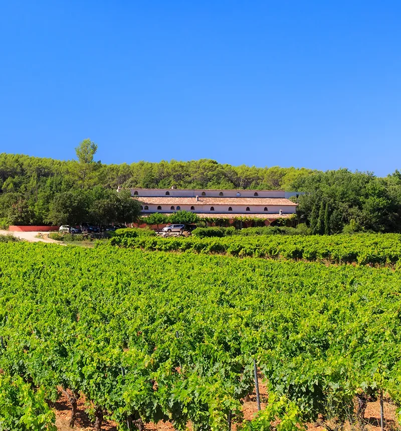 vigne du château carpe diem