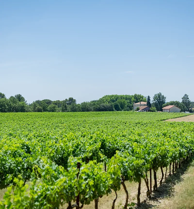 vigne du château de beaupré