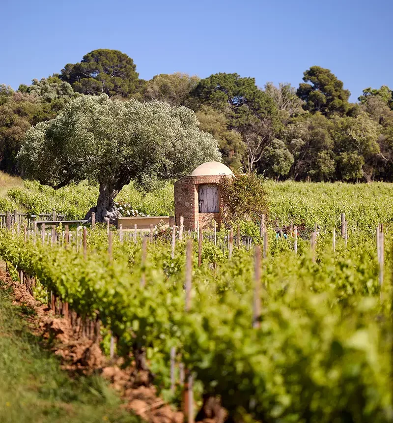 Vigne du château de Malherbe