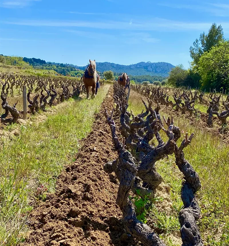 Cheval avec charrue dans une vigne du domaine de baravéou