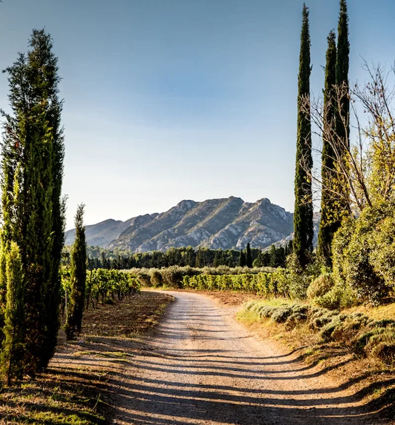 vignes du domaine d'éole