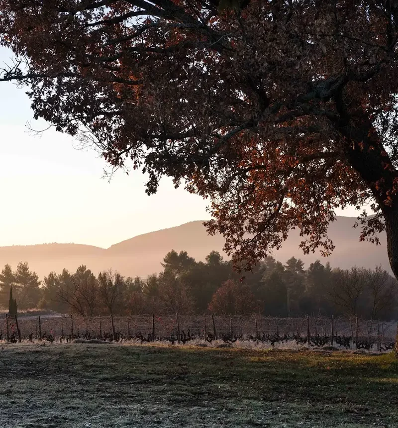 Vigne du domaine la réaltière