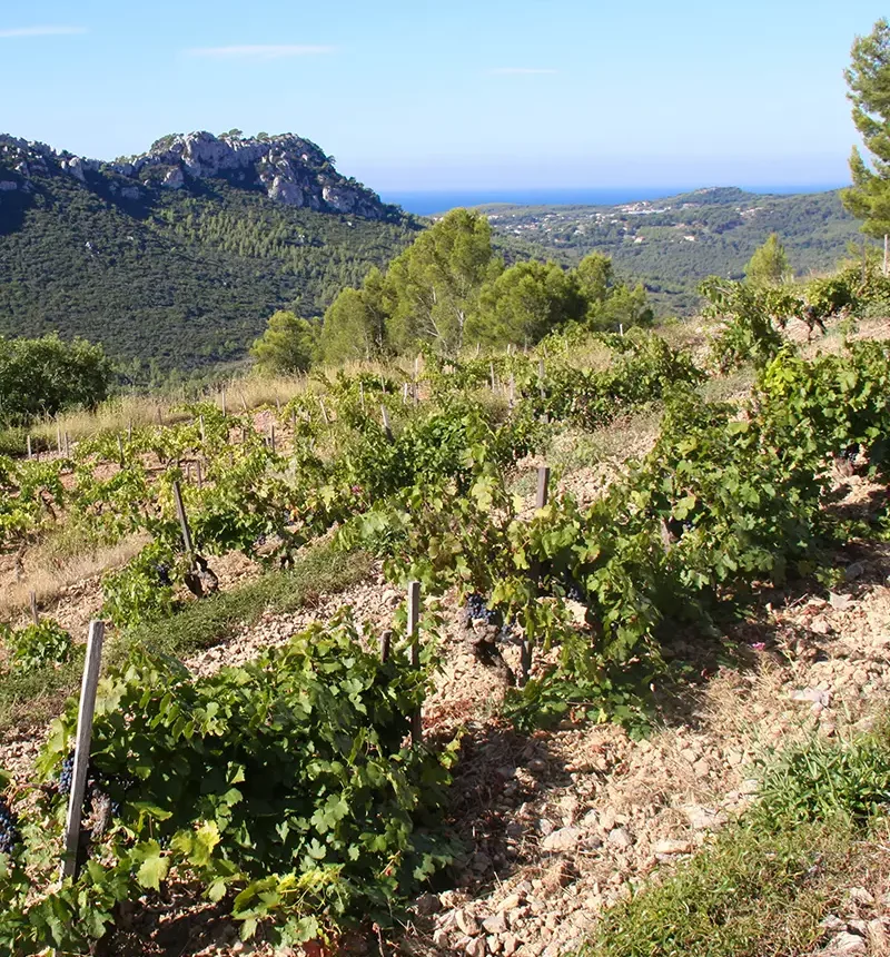 Vigne du domaine tempier