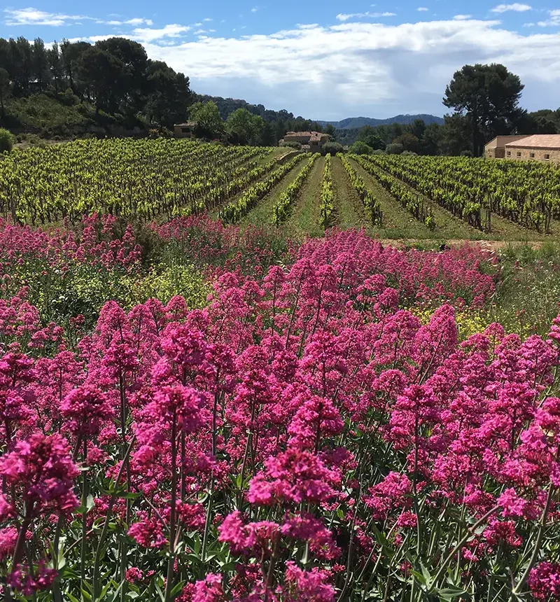Vignes du domaine de la Tour du Bon