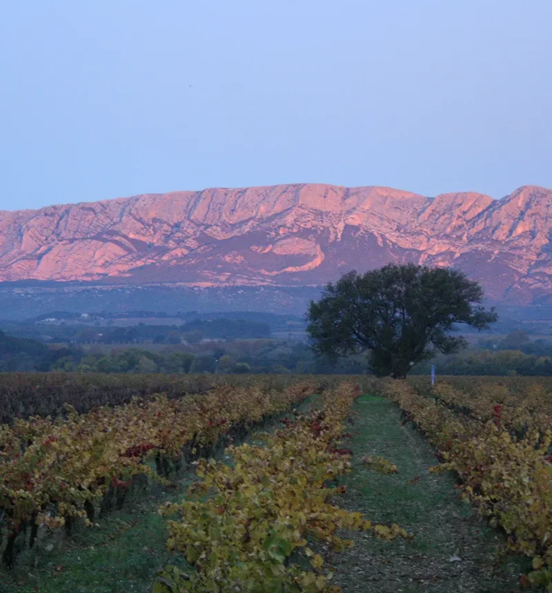 Vigne du domaine le temps des rêveurs
