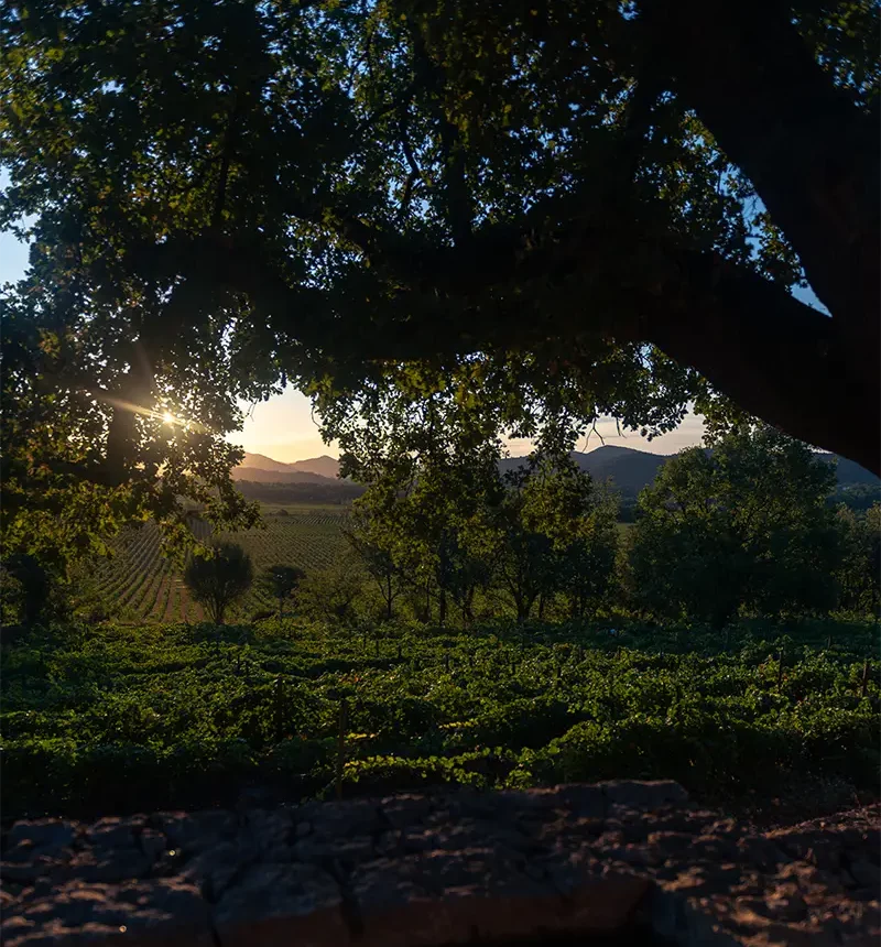 Vignes du domaine les terres promises