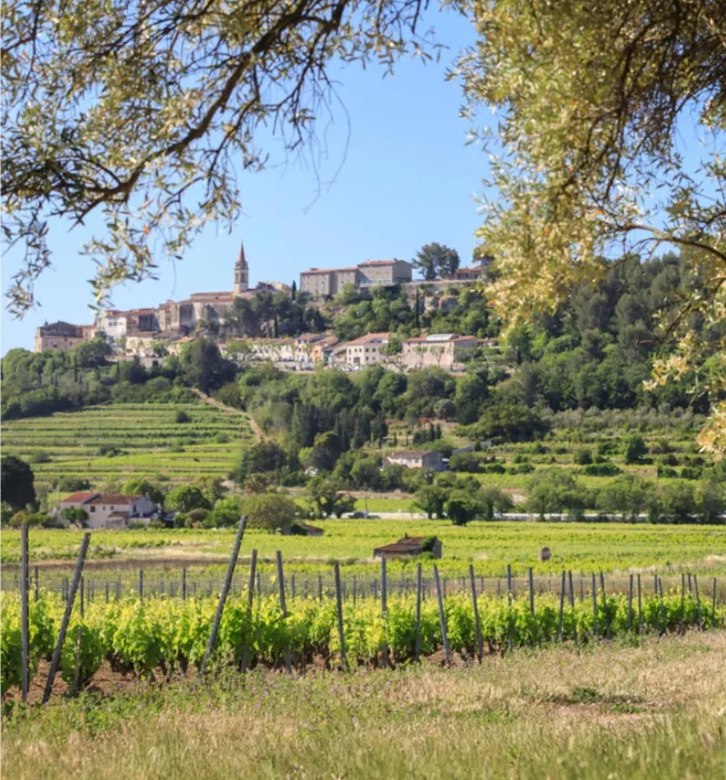 Les vignes du domaine les luquettes