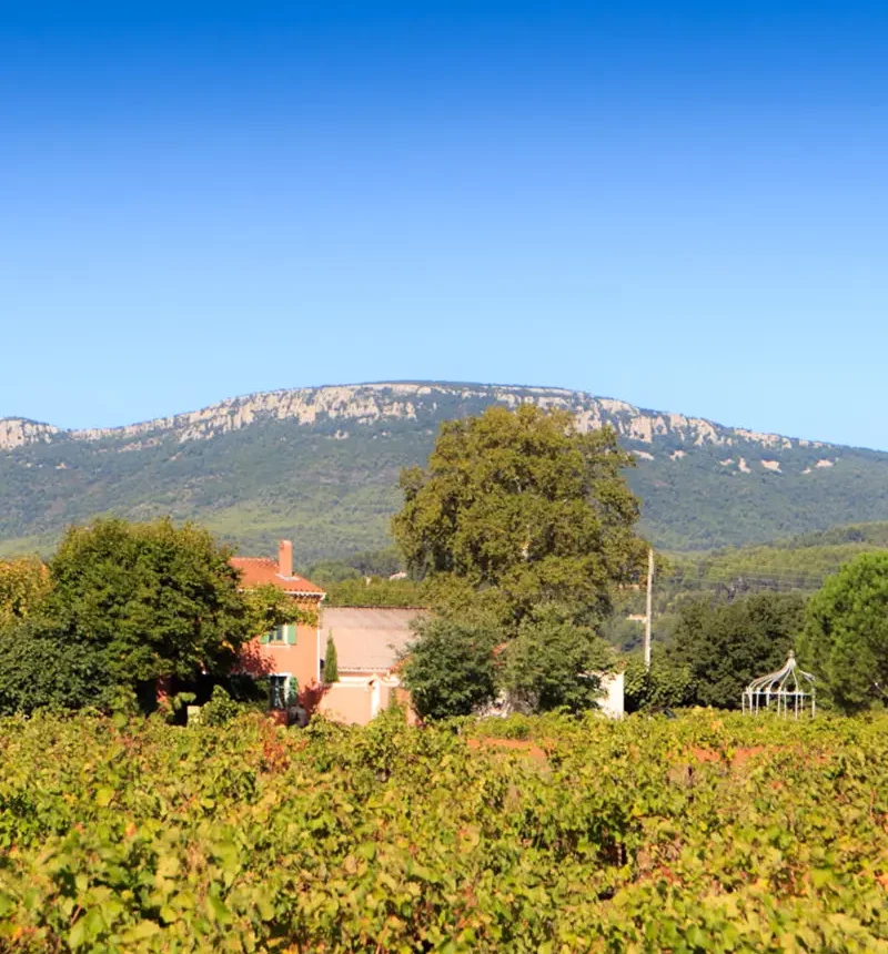 Vigne du domaine Turenne