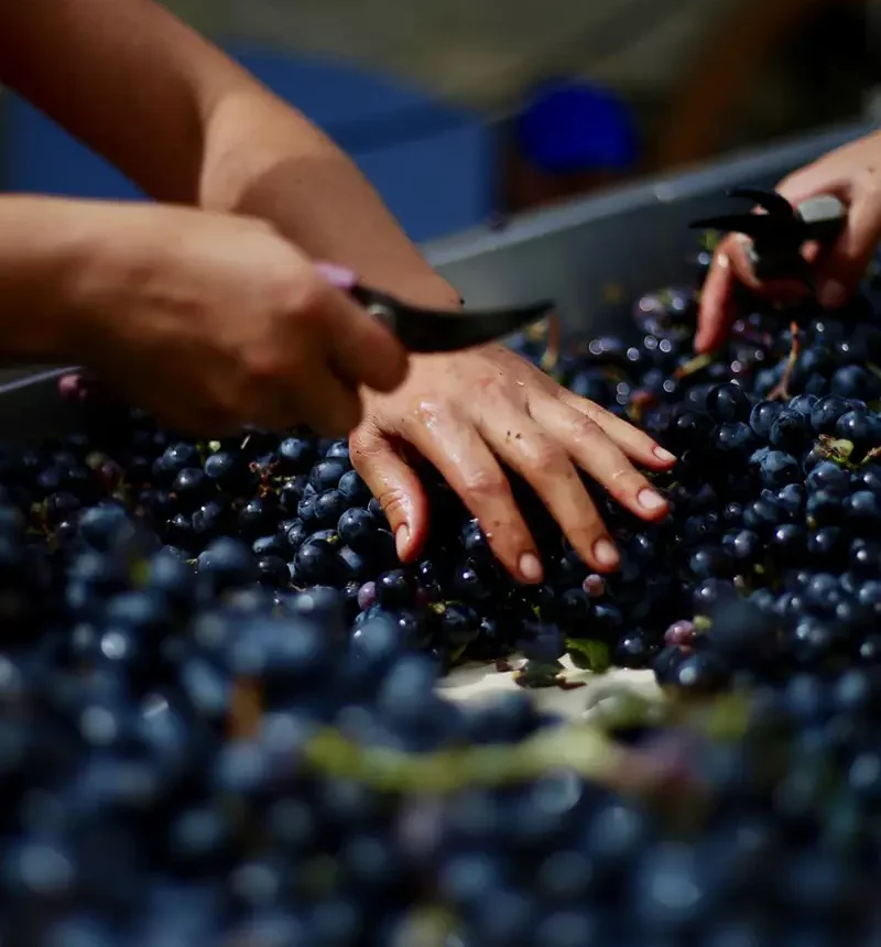 Vendanges du château de Roquefort