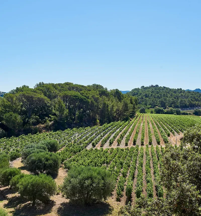 Vignes du Château La Tour de L'Évêque