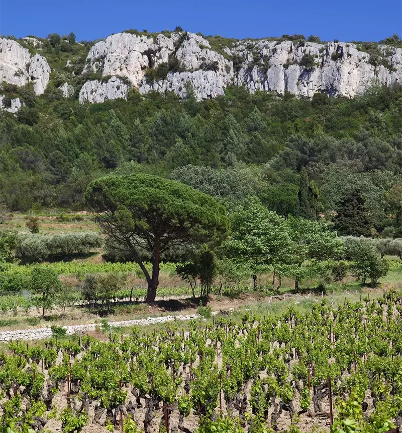 Vignes du château de Roquefort