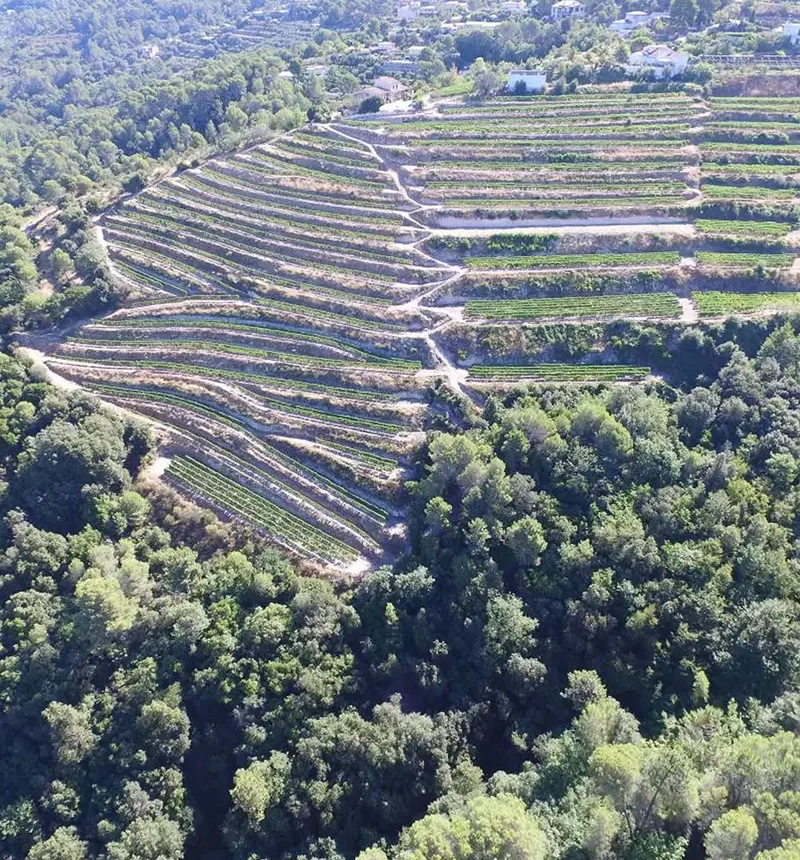 Vignes du clos saint-vincent